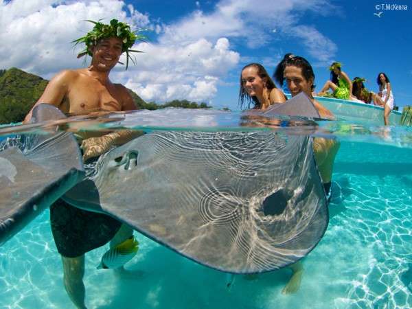 shark-and-ray-meeting